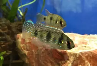 African Butterfly Cichlid